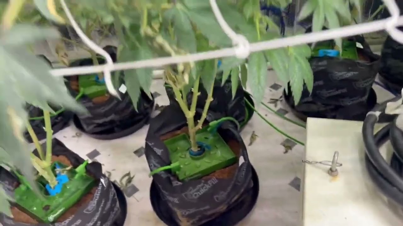 🌿 Week 14 Flower — Weight on Weight on Weight! 💚🌸 | Tri State Exotics