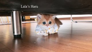 아장아장 먼치킨 새끼고양이ㅣmunchkin kitten by 라라의 하루 Lala's Haru 33,815 views 1 year ago 3 minutes, 57 seconds