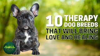 10 Supportive Therapy Dog Breeds That Will Bring Love And Healing