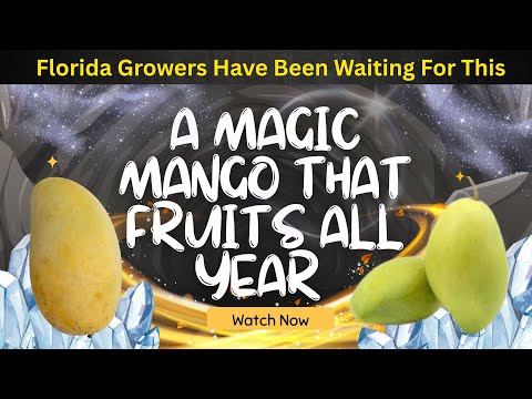 هل هذه فاكهة المانجو في الشتاء إطلاق مانجو سحري في مشتل زانز وورلد 