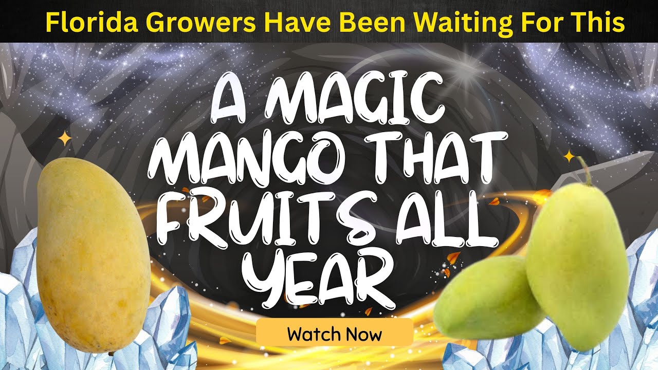 Это манго плодоносит ЗИМОЙ?! Волшебный выпуск манго в питомнике Xain's World