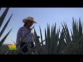 Tierra Fértil Tv - Actividad agrícola , ganadera y cultural del Arenal , Jalisco (06.05.23)