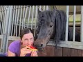 Johnny loves watermelon! Would the other mares like it too? Fair sharing! Friesian Horses.