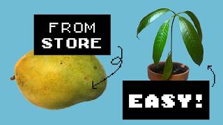 The EASIEST Way to Grow Store-Bought Mangoes! 🥠(In 23 seconds) Guide