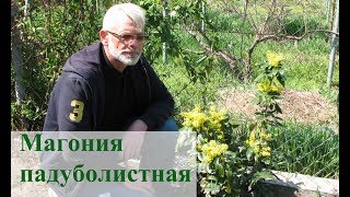 Магония падуболистная