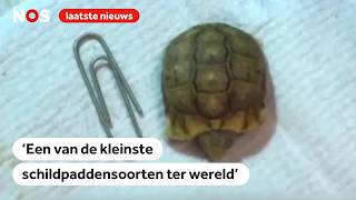 Thumbnail for Kleiner dan een paperclip: bedreigde minischildpad geboren in Diergaarde Blijdorp