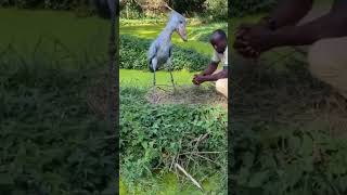 Удивительная птица Китоглав