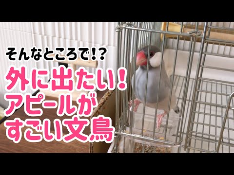 外に出たい時の文鳥の行動とは！？よもぎ　癒し動物　面白い動物