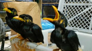 LATEST PRICES FOR CHILD PARROTS