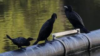 Two cormorant species hanging out