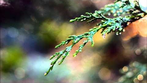 سورة طه بصوت الشيخ محمد المحيسني 1432هـ