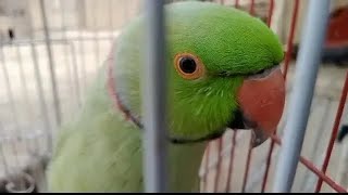 Indian Ringneck Parrot Talking