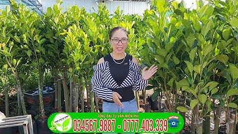 Mít ruột đỏ sơ vàng cây lỡ , rút ngắn thời gian ra trái  | Trung Tâm Cây Giống