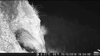 Natura Videotrappola Ep.1 L Istrice Comunemente Chiamata Porcospino