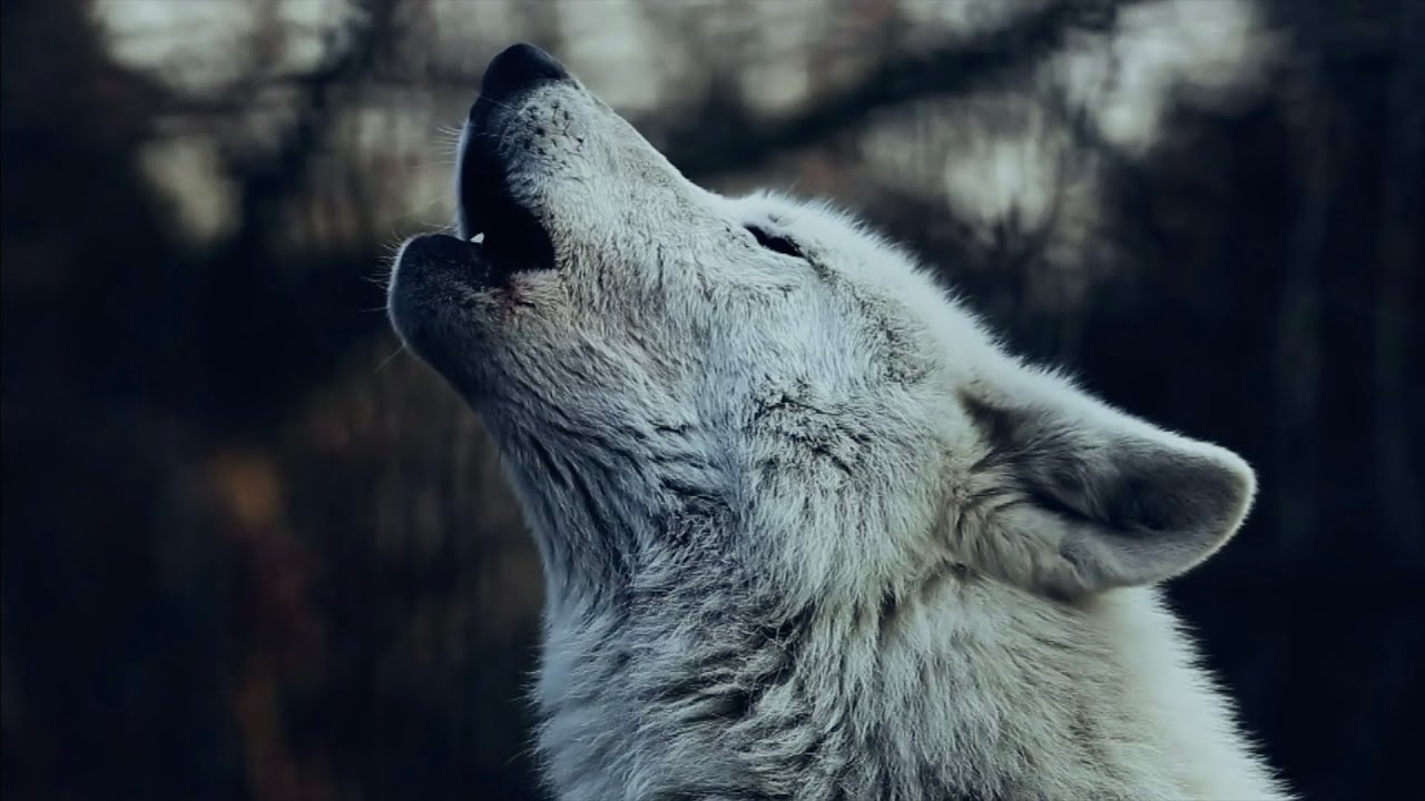Душа волка песня
