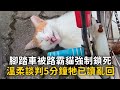 腳踏車被路霸貓強制鎖死　溫柔談判5分鐘牠已讀亂回