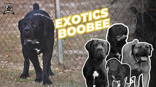 Boerboel Breeding Breakdown Exotic Boobee #boerboel by Exotic Boerboels 656 views 3 months ago 2 minutes, 8 seconds