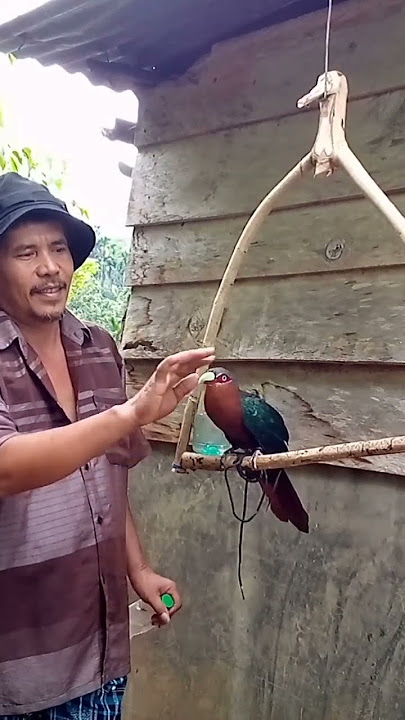 burung kadalan birah, siparuh ijo, pecinta burung ❤️