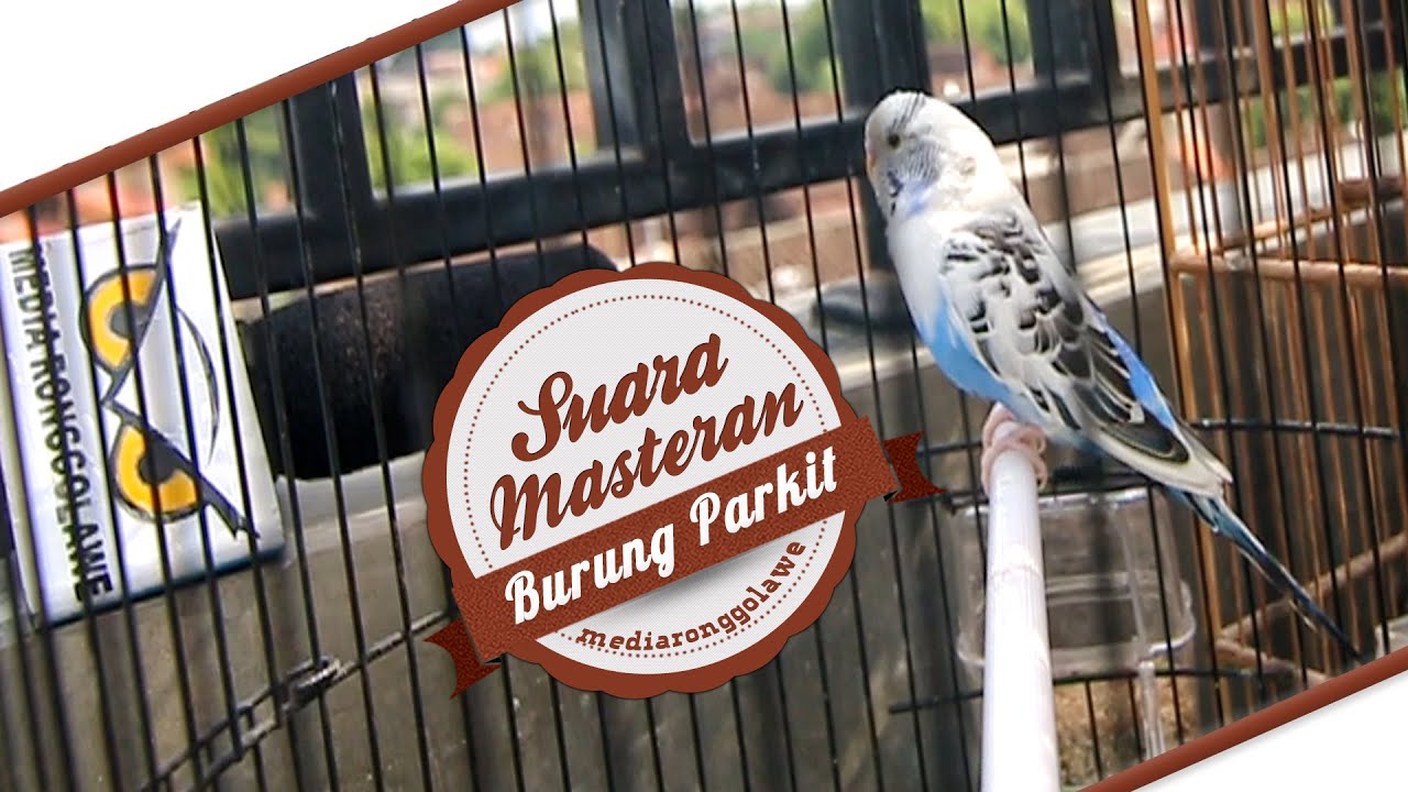 Suara Burung Suara Masteran Parkit Gacor Ngerol Panjang Youtube
