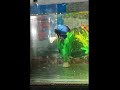 beautiful betta male and female fish aquarium #beautiful #bettafish #fish #nature #dailyvlog #viral