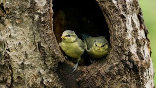 Le Chêne Interview De Laurent Charbonnier Et Michel Seydoux