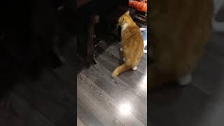 Игривые котята, кот играет с котенком. Игры котят. Игривые котята, кот играет с котенком. Игры котят.