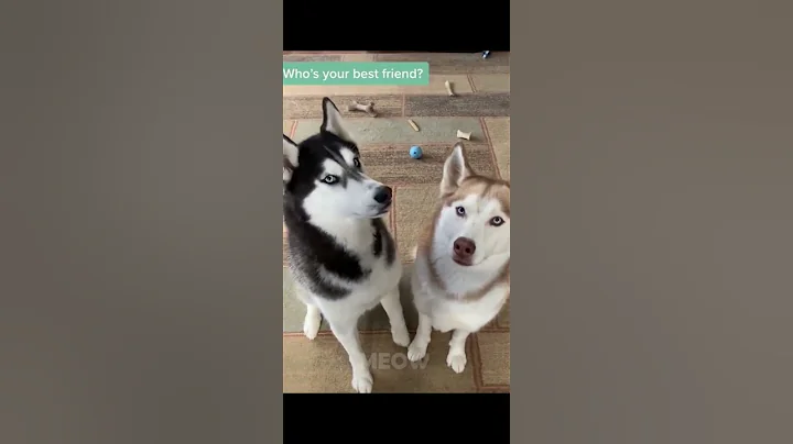 Watch the video about Funny Cats😹and Dogs 🐶 - Awesome Pet Animals Videos 😍 #shorts #2021