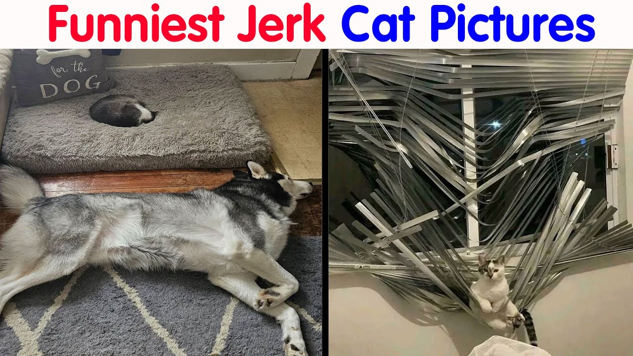 Times Cat Owners Caught Their Adorable Pets Behaving Like Jerks