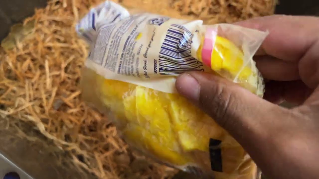 Смешивание разлагающихся органических веществ для запуска нового компостного ящика с червями | Дн...