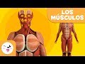 TEST  EL CUERPO HUMANO 3  MÚSCULOS Y HUESOS - YouTube