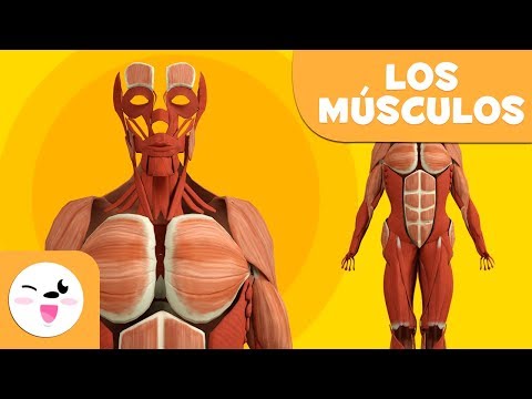 Vídeo: ¿Cuántos Músculos Hay En El Cuerpo Humano? Más Un Diagrama
