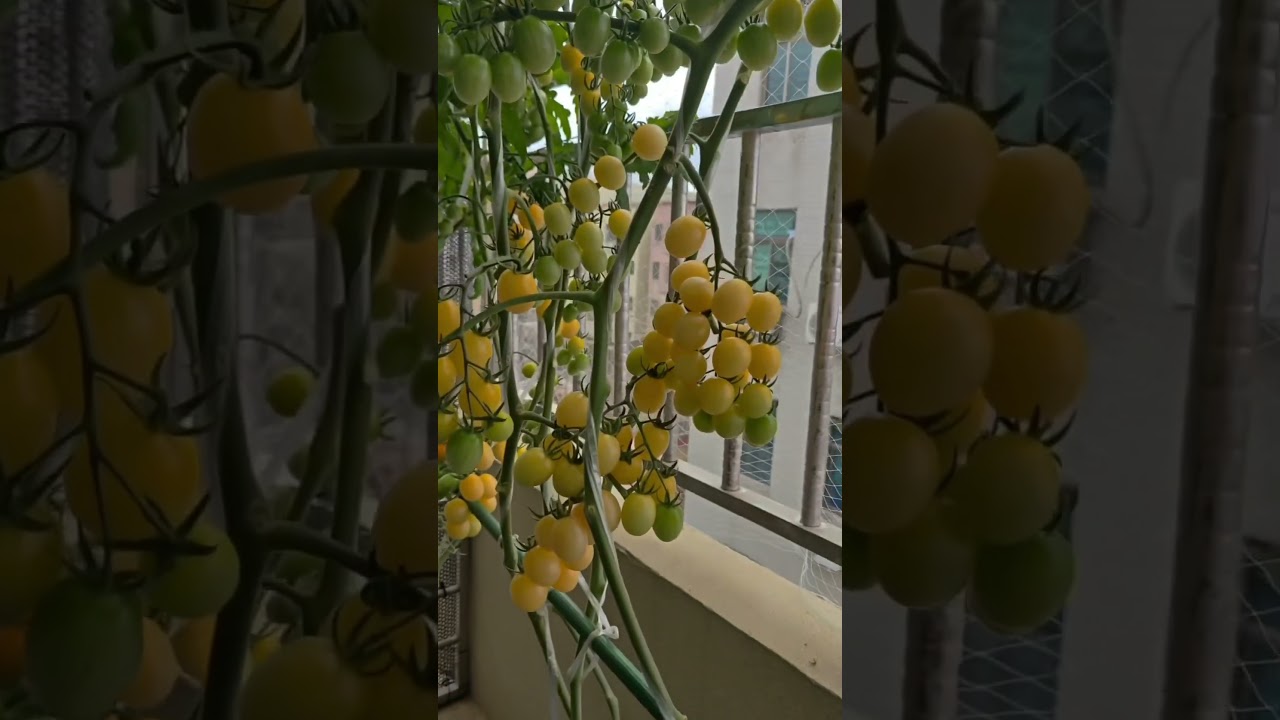 Growing Cherry Tomatoes in terrace garden 🪴 #nature #shorts