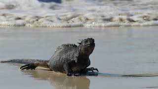 Galapagos Iguane Terrestre Et Iguane Marin Land Iguana And Marine Iguana