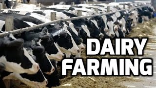 Dairy Farming Success Stories - Paadi Pantalu