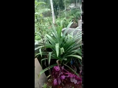 camera iphone 8 plus apk Ramba Ila or Biriyani Ila