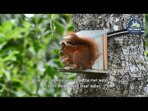 Video: Lyubka (plant) - Nuttige Eigenschappen En Toepassing Van Lyubka. Lyubka Tweebladig Gras