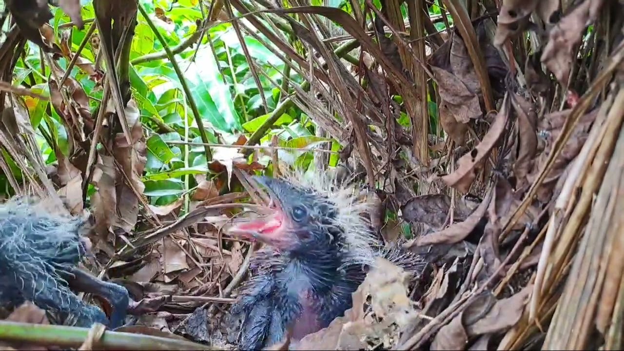 semakin mantap anak dan induk bubut