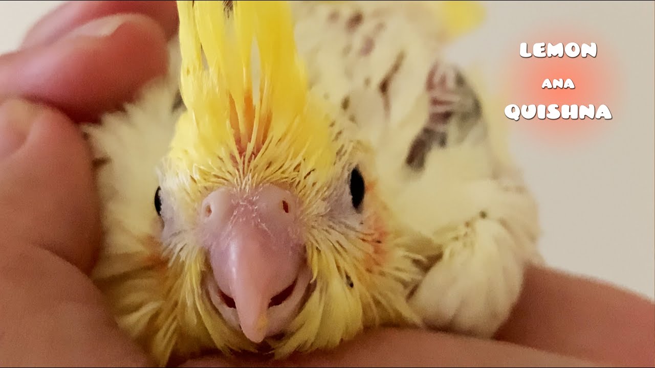 Parents Stop Feeding Babies When They Leave The Nest YouTube parents-stop-feeding-babies-when-they-leave-the-nest-youtube