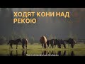 НЕ ПОПСА!!! ХОДЯТ КОНИ НАД РЕКОЮ I ВИКТОР СОРОКИН I КИРИЛЛ СУСЛОВ I СЕРГЕЙ ВОРОБЬЁВ I АРТЁМ КОЗЛОВ