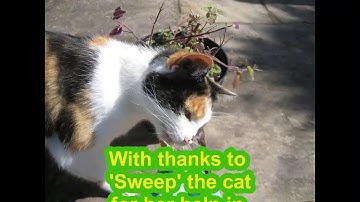 キャットニップという植物の驚くべき効果をご紹介します。