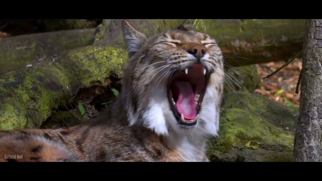 HEWAN BUAS ALAM LIAR...‼Harimau,Serigala,Singa,Macan,Gajah...... 