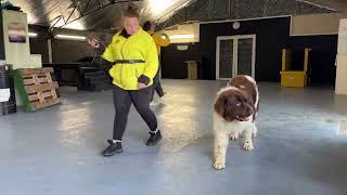 Ecollar Training with Newfoundland Baloo