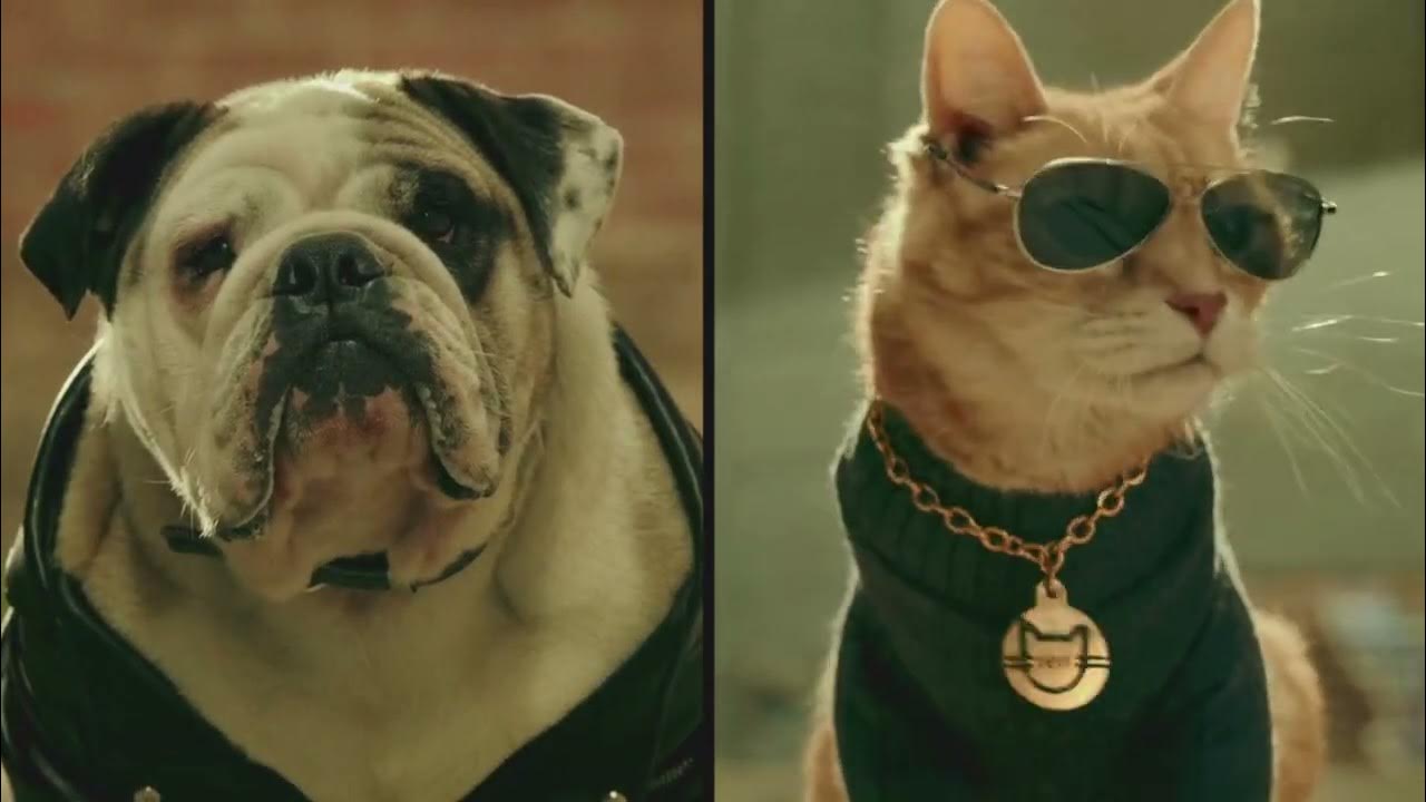 Scooter the Neutered Cat YouTube