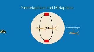 The Cell Cycle: Grow, Divide, and Repeat