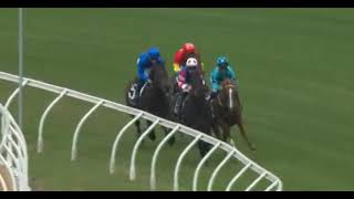 Tassort (by Brazen Beau) Winning on debut Rosehill 24.11.18