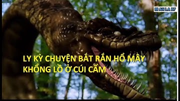 Ly kỳ chuyện bắt rắn hổ mây khổng lồ ở núi cẩm P3 || Bí ẩn lạ kỳ