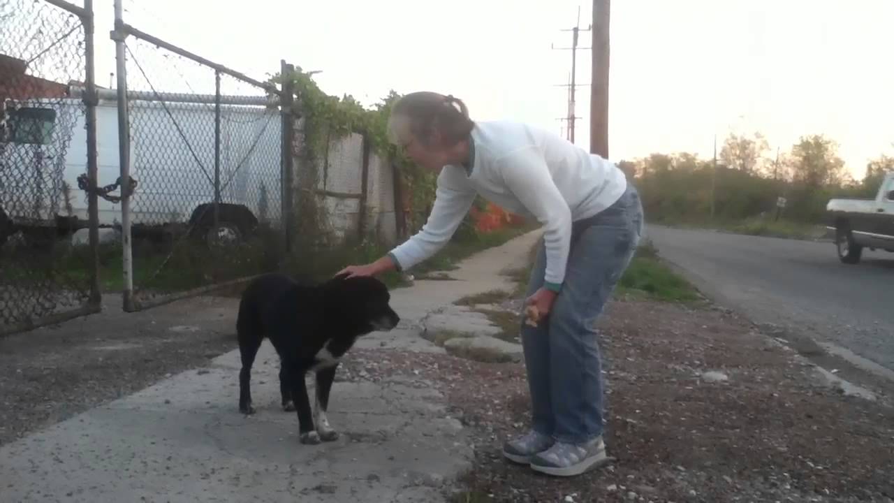 rescue dogs rock nyc Amos. October 2012. East St Louis
