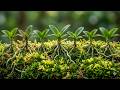 Only 2 Ingredients! Orchids Explode With New Shoots & Blooms