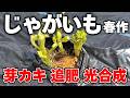 【ジャガイモ】萌芽したらすべきこと3選!これをしないと大きなイモは採れません