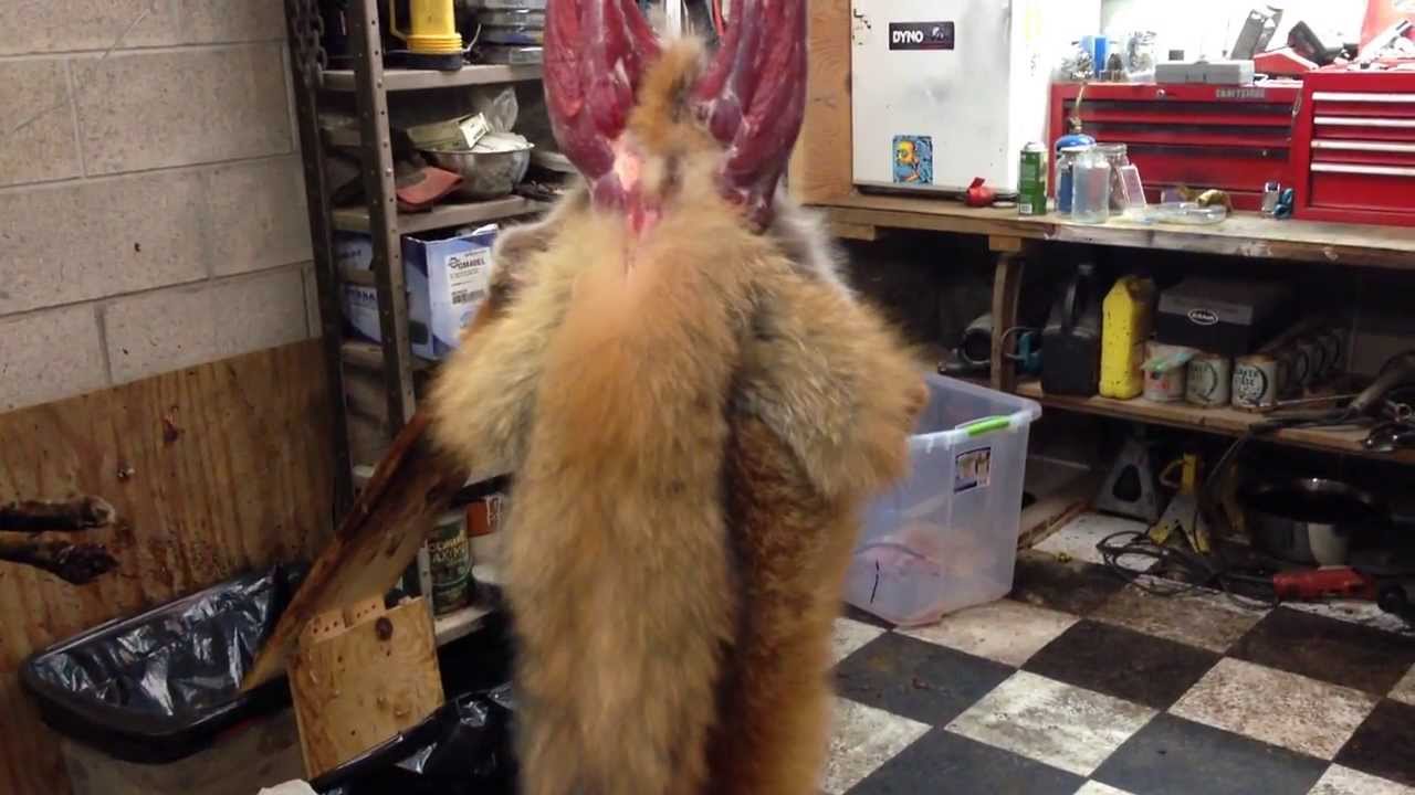 How To Skin A Fox - Step By Step Guide | THF Outdoors